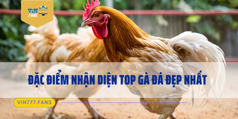 Đặc điểm nhận diện top gà đá đẹp nhất