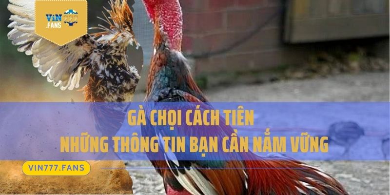 Gà Chọi Cách Tiên – Những Thông Tin Bạn Cần Nắm Vững