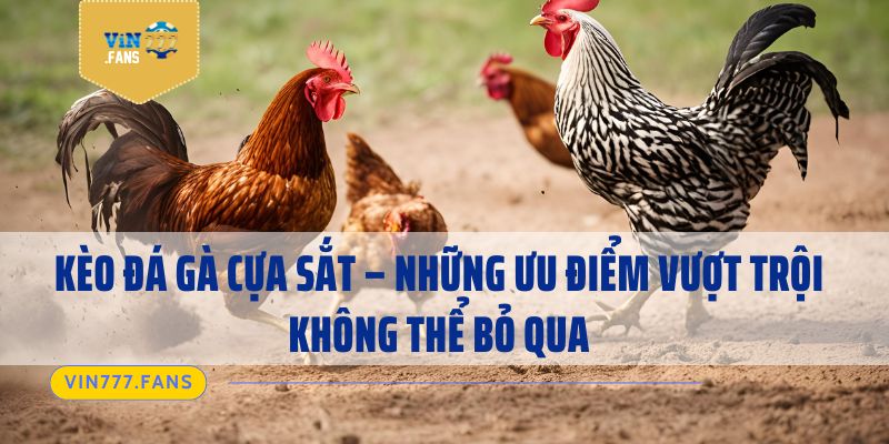 Kèo Đá Gà Cựa Sắt - Những Ưu Điểm Vượt Trội Không Thể Bỏ Qua