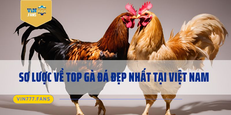 Sơ lược về top gà đá đẹp nhất tại Việt Nam