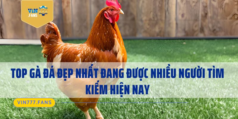 Top Gà Đá Đẹp Nhất Đang Được Nhiều Người Tìm Kiếm Hiện Nay