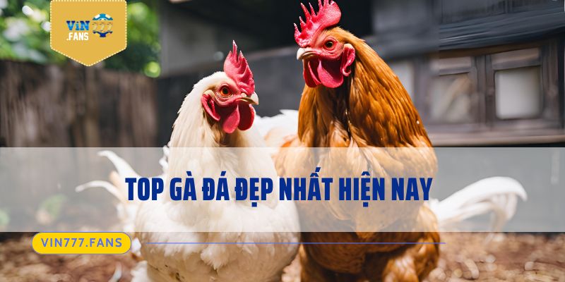 Top gà đá đẹp nhất hiện nay