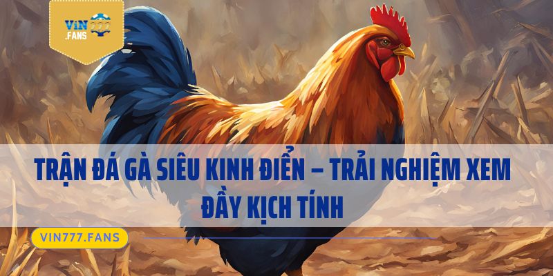 Trận Đá Gà Siêu Kinh Điển - Trải Nghiệm Xem Đầy Kịch Tính